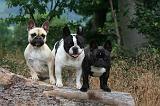 BOULEDOGUE FRANCAIS 1305
